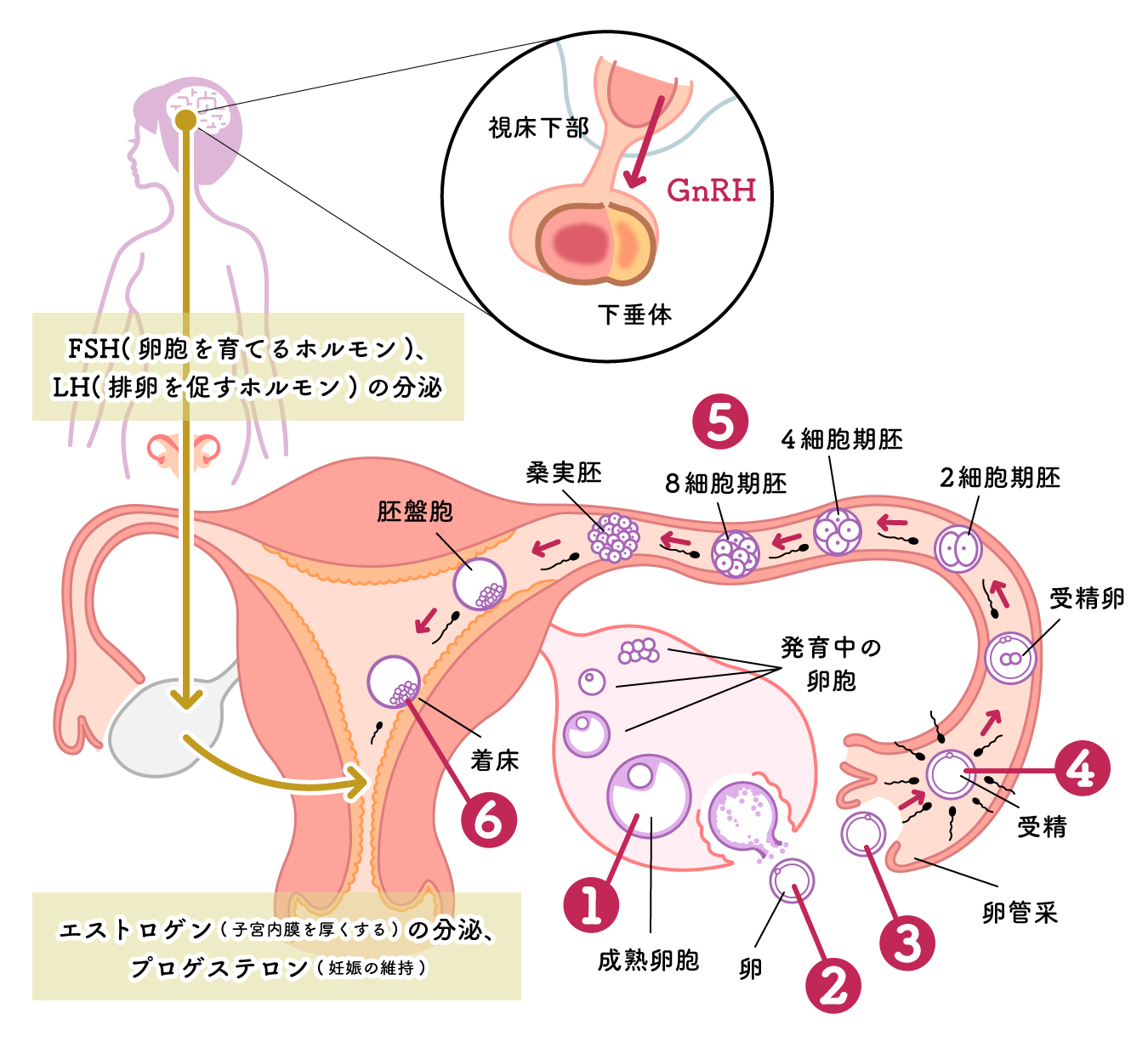 妊娠 の 成立 で 正しい の は どれ か