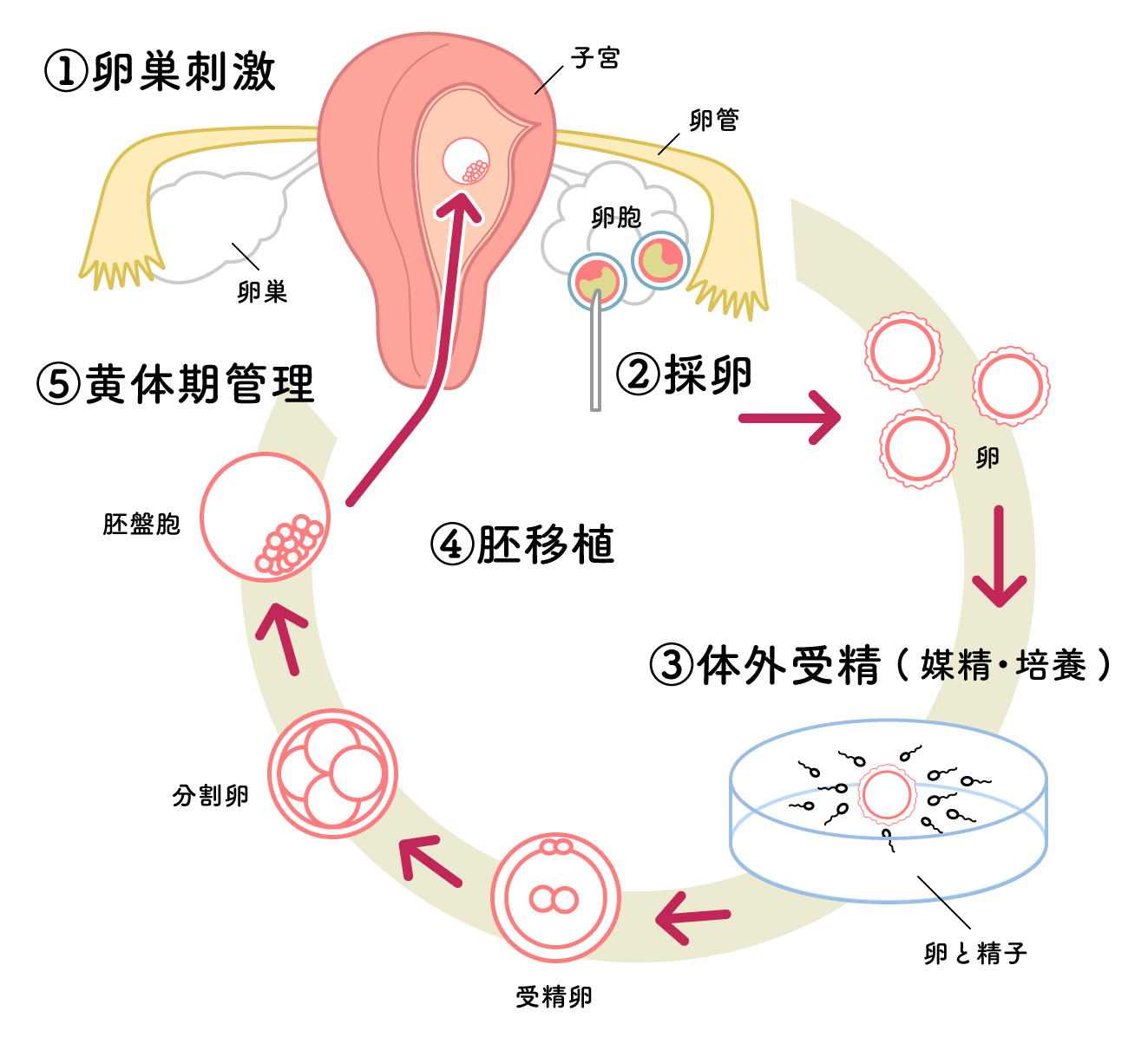 胚 移植 後 車 の 振動